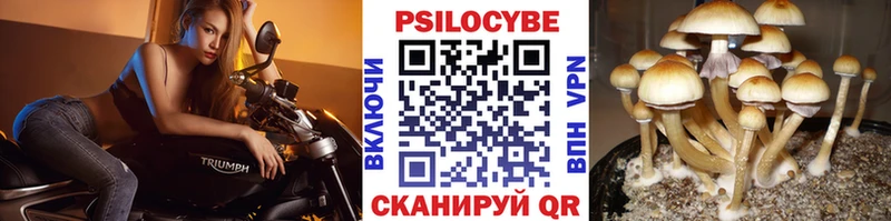 где найти Славянск-на-Кубани Псилоцибиновые грибы Magic Shrooms